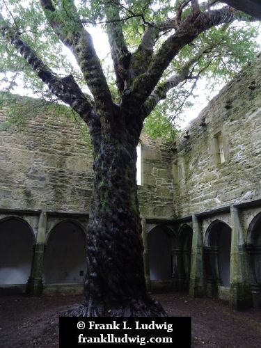 Muckross Abbey